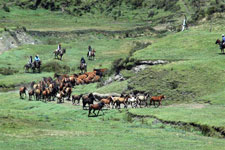 Ecuador-Highland-Cotopaxi Horse Round Up in Ecuador